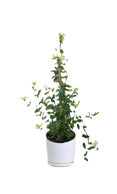 Japanese Honeysuckle - Image 2